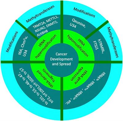 tRNA Function and Dysregulation in Cancer